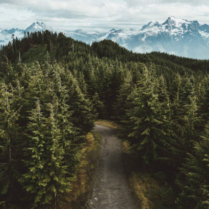 A forest with trees and mountains in the background