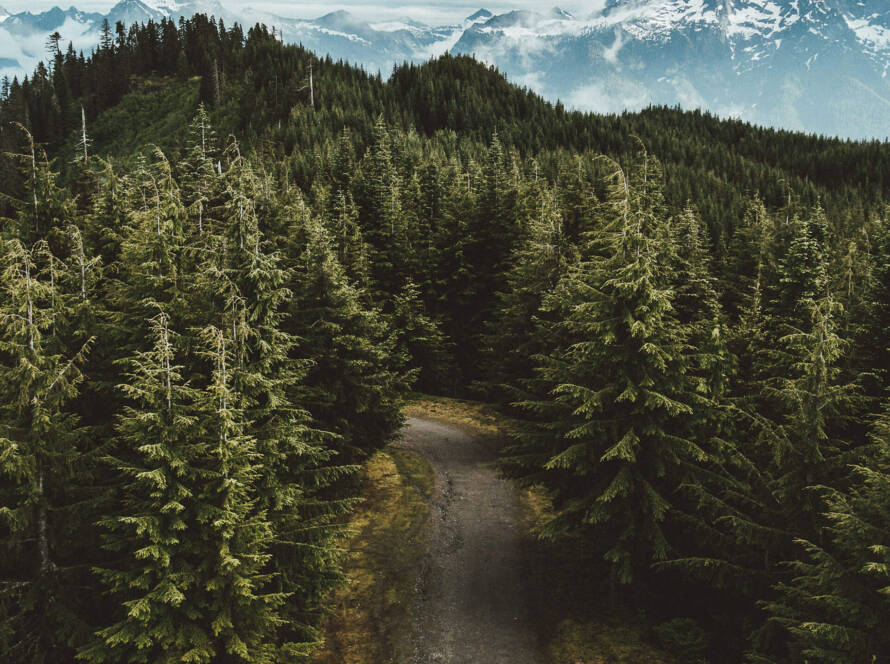 A forest with trees and mountains in the background